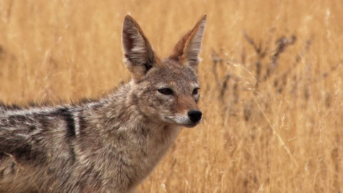 Safari z Knihy džunglí - Epizoda 11/26