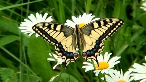 Kapitolky o havěti - 2/10 Motýl