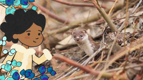 Velká kniha o zvířátkách - Epizoda 52/52