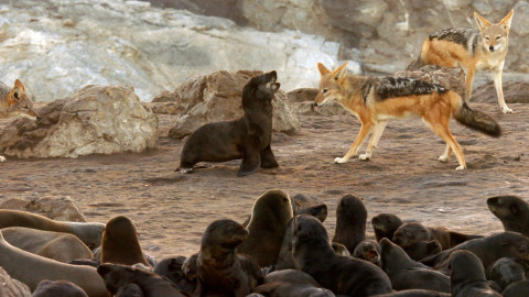 Dokonalí mořští predátoři - 3/4 Přizpůsob se, nebo zahyneš