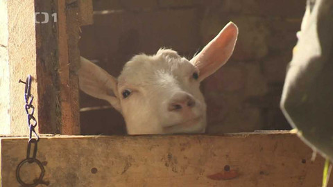 Týden v regionech (Brno) - 5. listopadu 2022