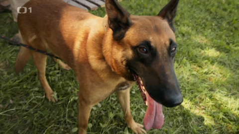 Kočka není pes - Bojácný Axík a protivná Jampie