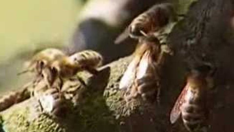 Přidej se - Včely I.