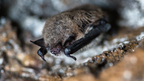 Za oponou přírody - 3/5 Netopýři - mistři přežití