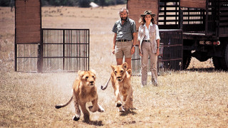 Divočina patří lvům