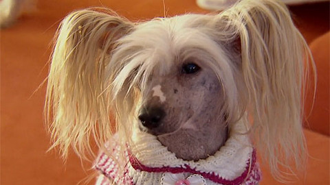 Rub a líc - Zvířecí mazlíčci