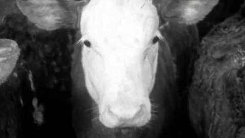 Z našeho kraje - Západočeský