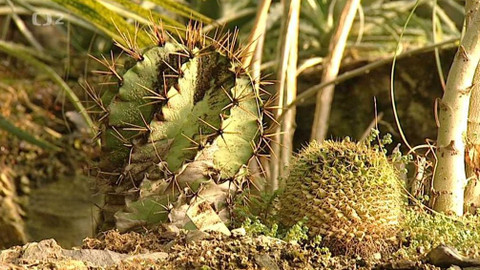 Dvaasedmdesát jmen české historie - 67/72 August Karl Joseph Corda