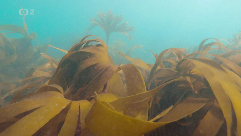 Dobrodružství vědy a techniky - Mořské řasy – hnědé zlato oceánu