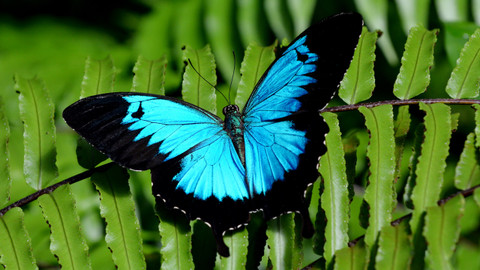 Svět zvířat - 5/20 Hmyz