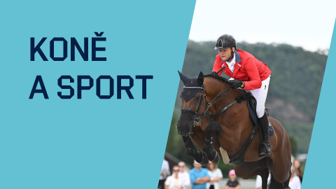 Koně a sport