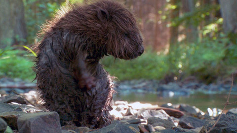 Pohádky pro štěňátka - 11/13 O bobříkovi Boříkovi