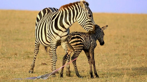 Dobrodružství vědy a techniky - Zebry stepní - poutníci pastvin