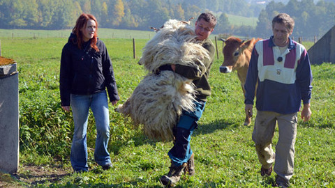 Malá farma - Ovčí rouno