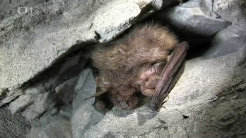 Živé srdce Evropy - Netopýr ušatý
