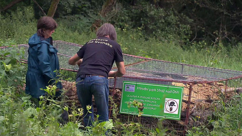 Nedej se! - Aesculapův had
