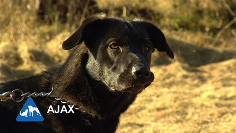 Chcete mě? - Chcete je?