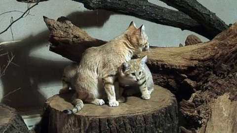 Kocour Mour poznává své příbuzné - Epizoda 9/8