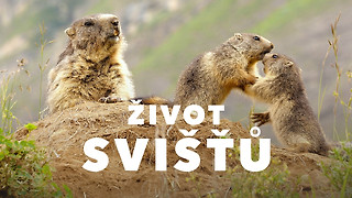 Život svišťů