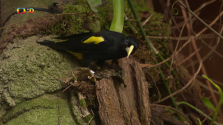 Terčin zvířecí svět