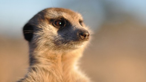 Dramatické příběhy z divočiny - 5/5 Malá surikata