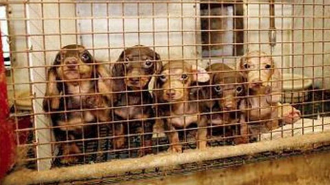 Intolerance - Máme rádi zvířata