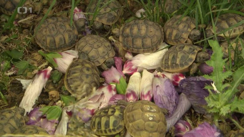 Hobby naší doby - Hobby naší doby - letní speciál