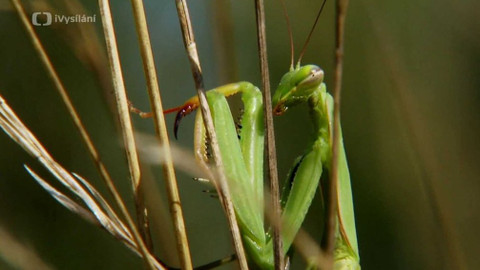 Minuty z přírody - Kudlanka nábožná