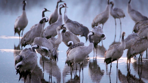 Dobrodružství vědy a techniky - Jeřábi – symboly štěstí