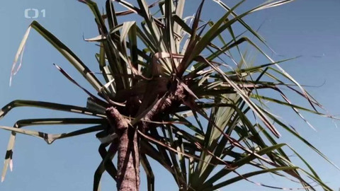 Objektiv - 5. dubna 2020