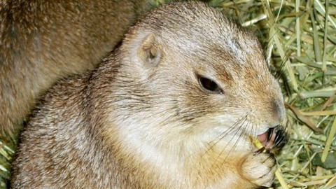 Mezi námi zvířaty - 5. prosince 2009