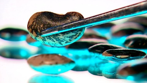 Pod pokličkou - Luštěnina jedlá i s obalem