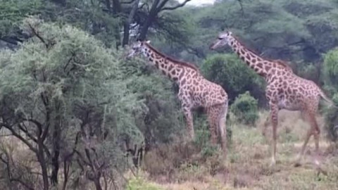 Dětská encyklopedie světa - 19/21 Safari