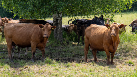 Zpátky do přírody - 2/10 Vysočina