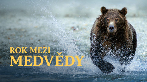 Rok mezi medvědy