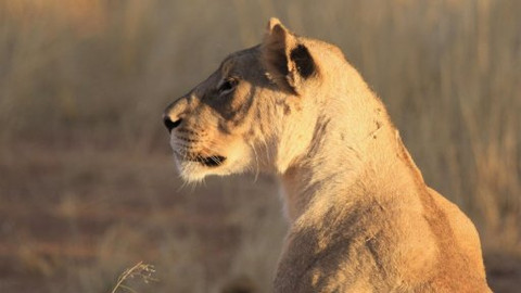 60 zvířecích zabijáků - Epizoda 2/6