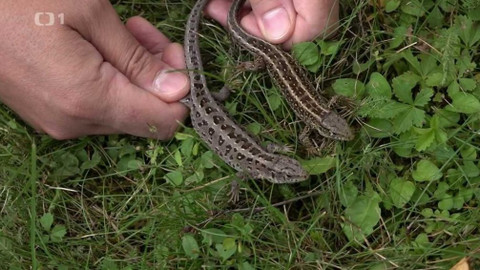 Týden v regionech (Brno) - 4. září 2021