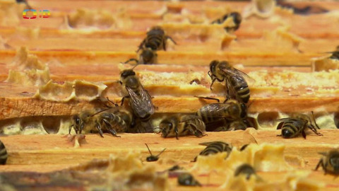 Terčin zvířecí svět - 17. prosince 2021