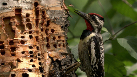 Obdivuhodný svět přírody - Datel rudohrdlý