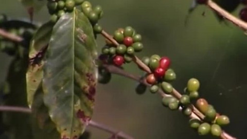 Dětská encyklopedie světa - 8/21 Káva