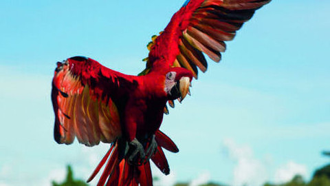 Na ptačích křídlech kolem světa - 4/6 Jižní Amerika