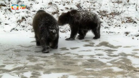 Méďové na cestách - 32/43 Poděbradsko