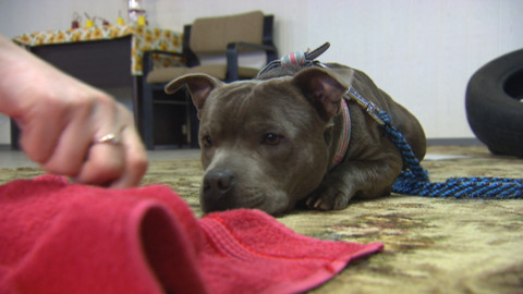 Chcete mě? - 27. prosince 2015