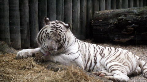 Nedej se! - Pravá tvář bílých tygrů