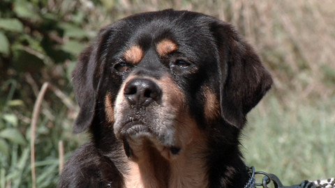 Chcete mě? - Chcete je?