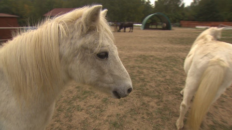 Chcete mě? - 11. listopadu 2018