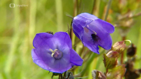 Minuty z přírody - Zvonek český