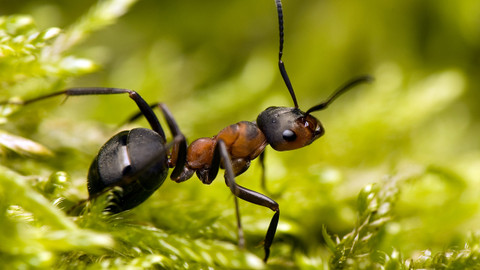 Podivuhodná zvířata - 9/12 Mravenci