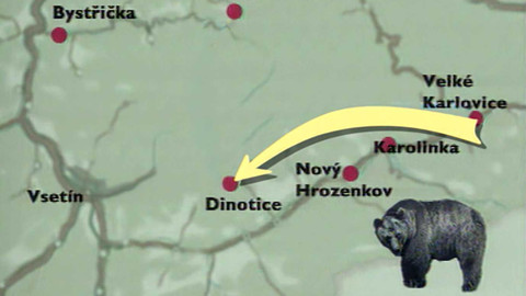 Archiv dne - 19. červenec 2000: Medvěd na Valašsku