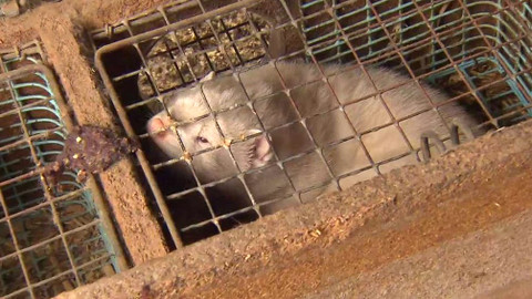 Nedej se! - Život v kleci